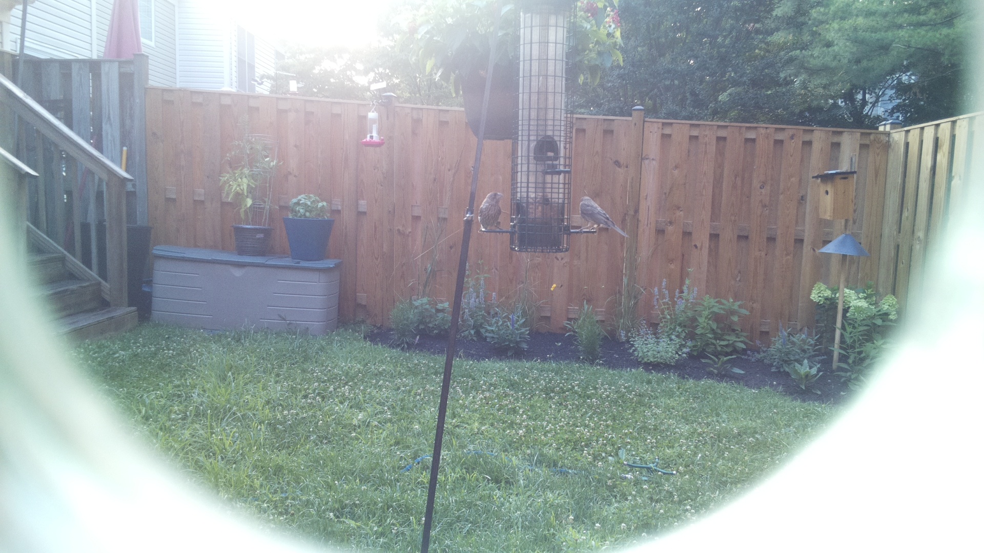 Unknown Bird