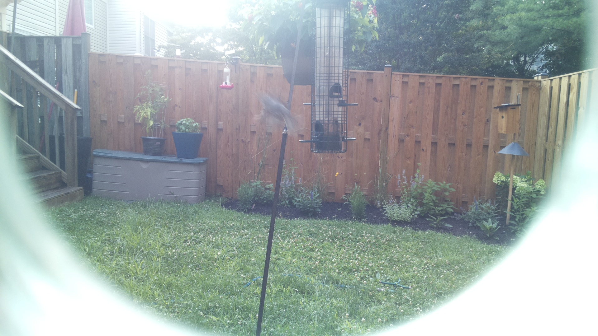 Likely Chickadee/Titmouse