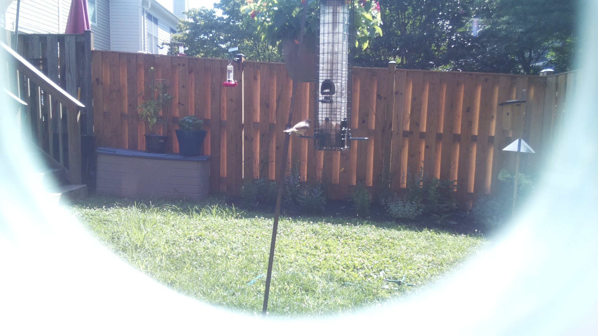 Unknown Bird