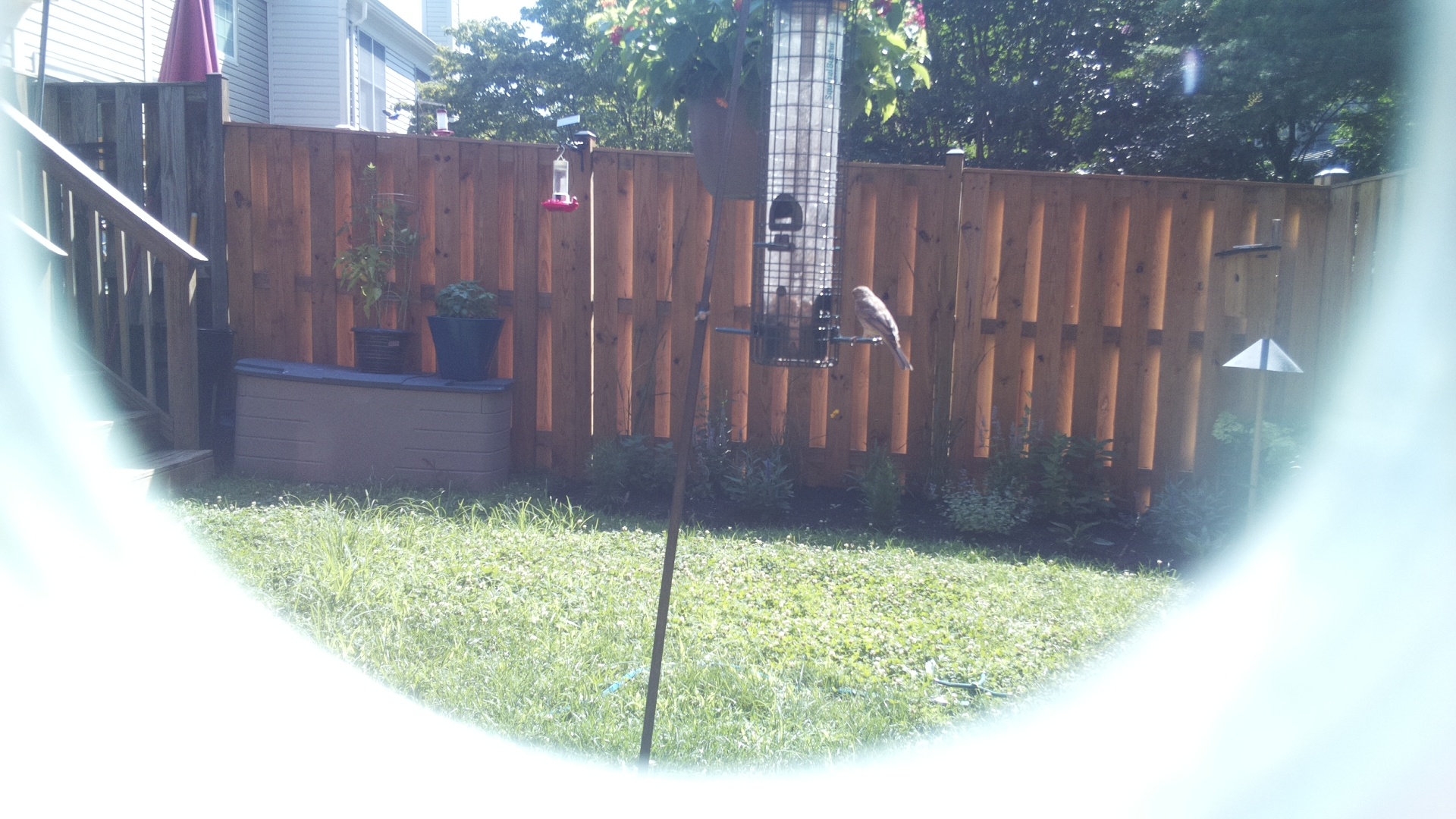 Likely Finch