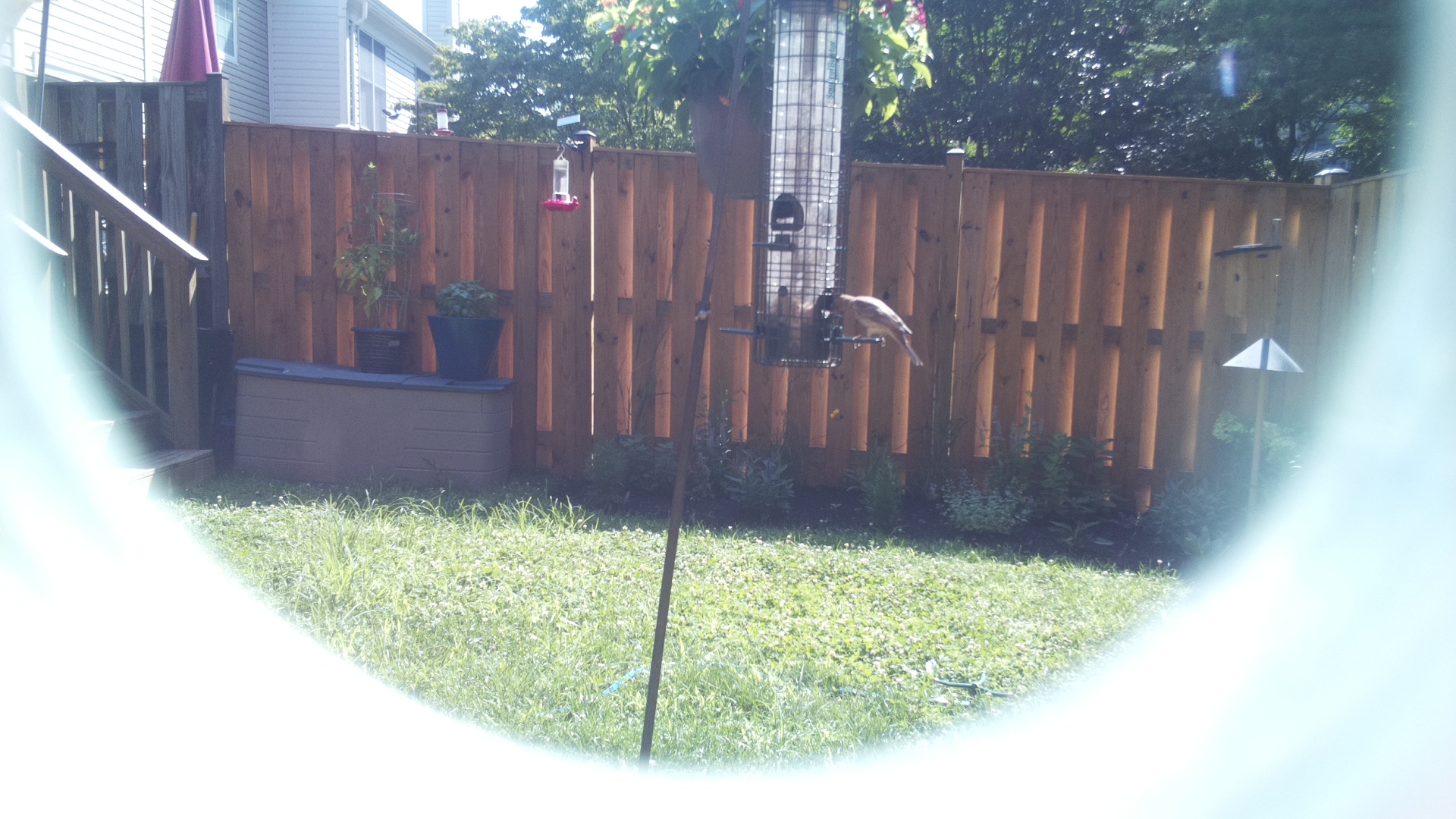 Unknown Bird