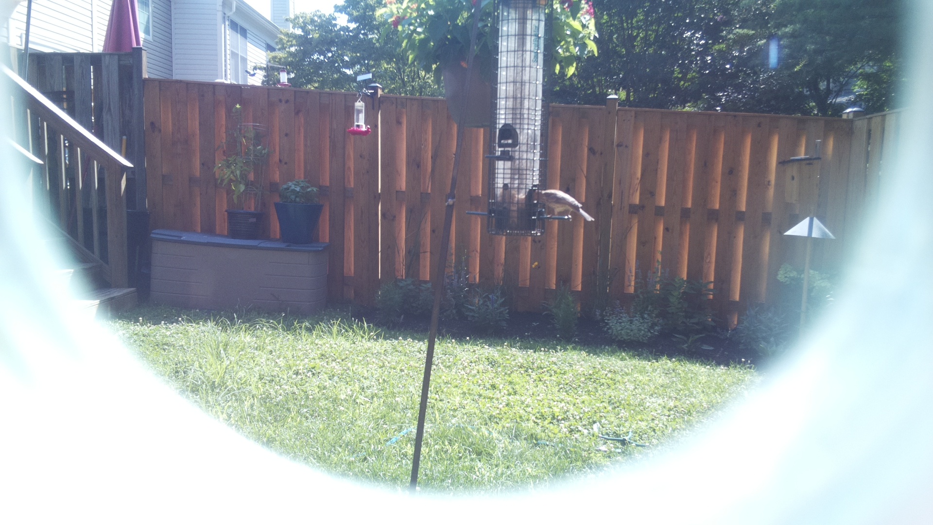Unknown Bird