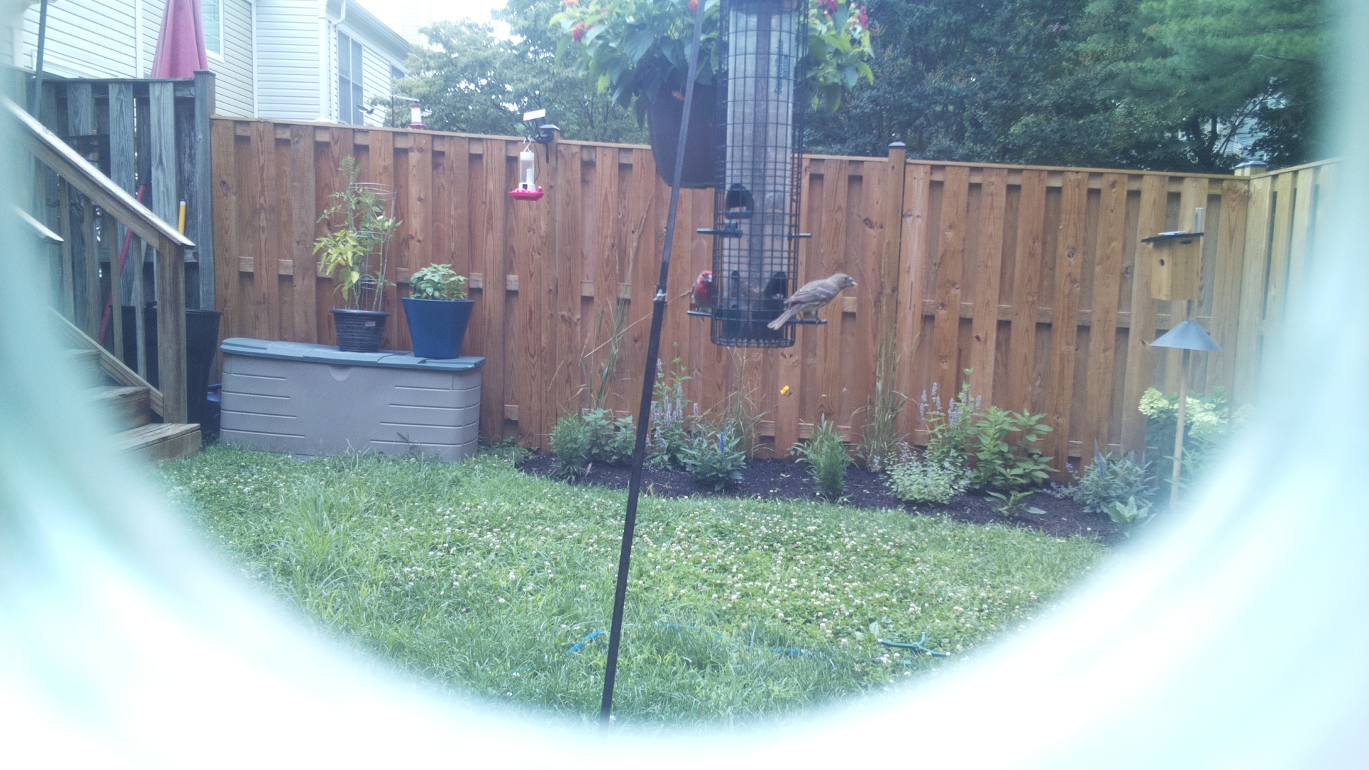 Unknown Bird