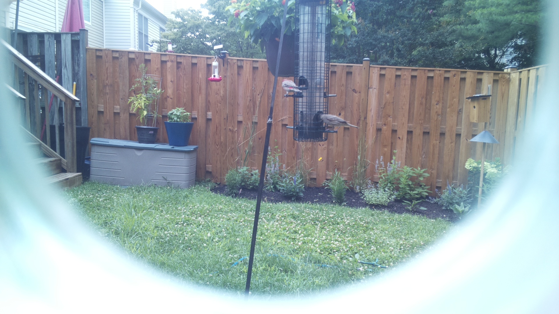 Likely Chickadee/Titmouse