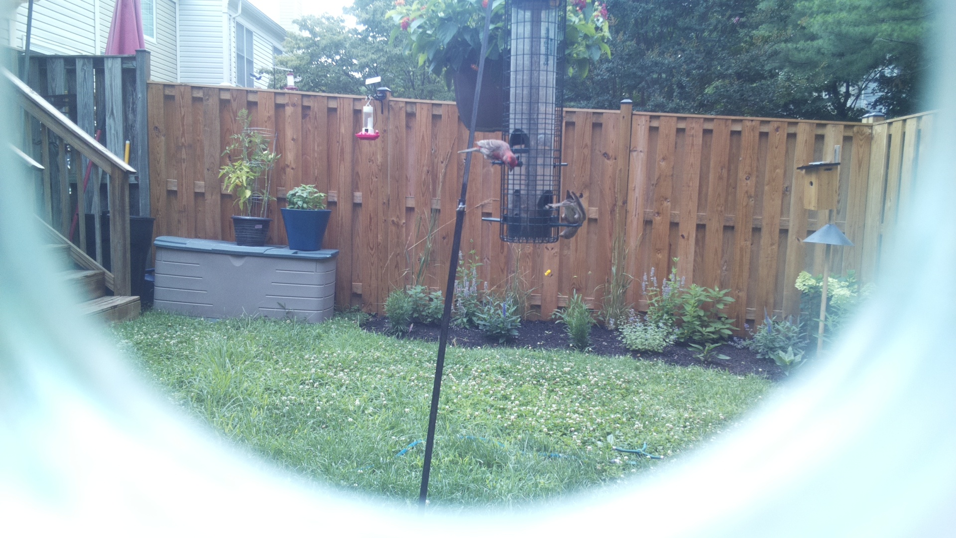 Purple Finch