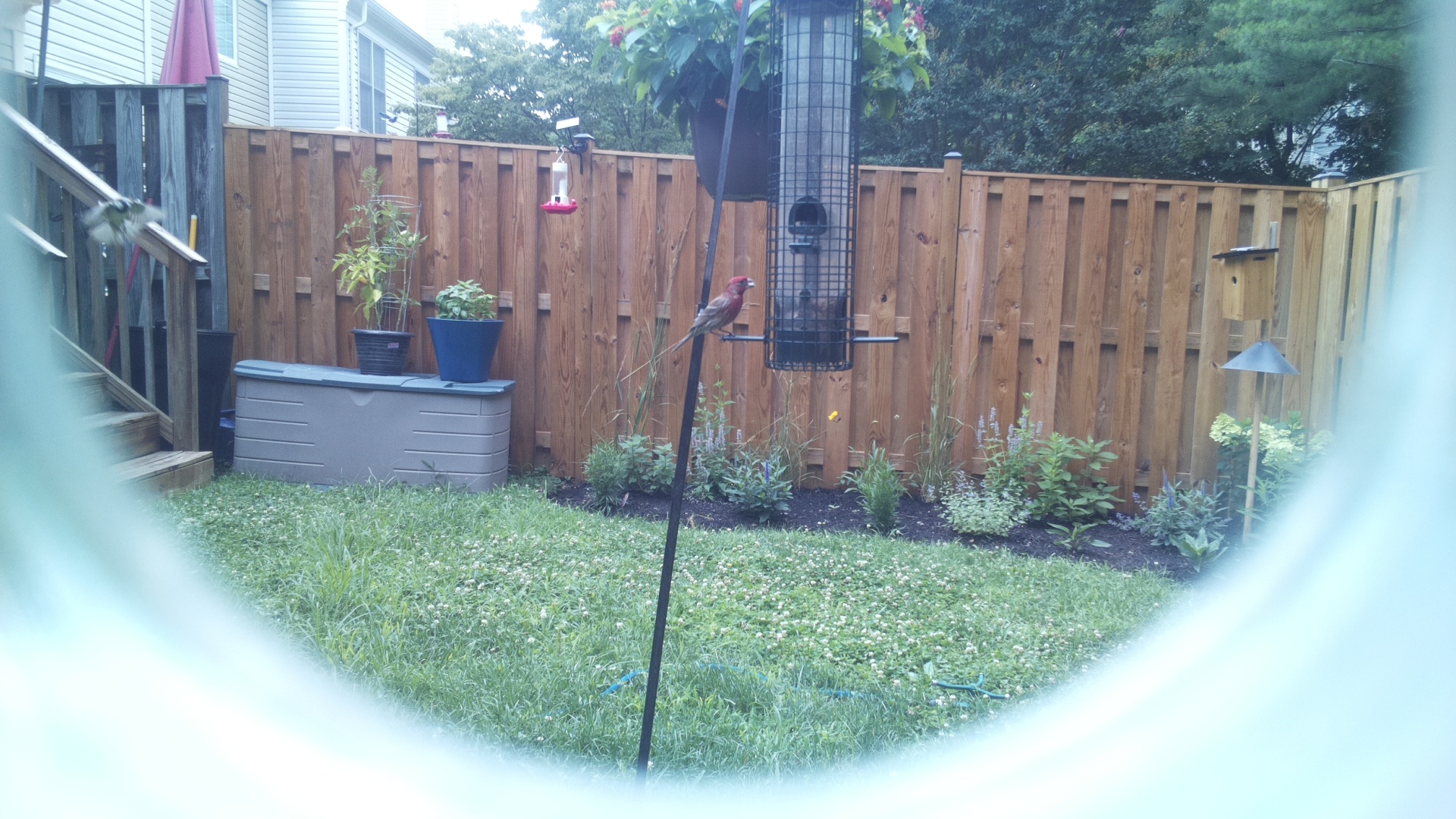 Purple Finch