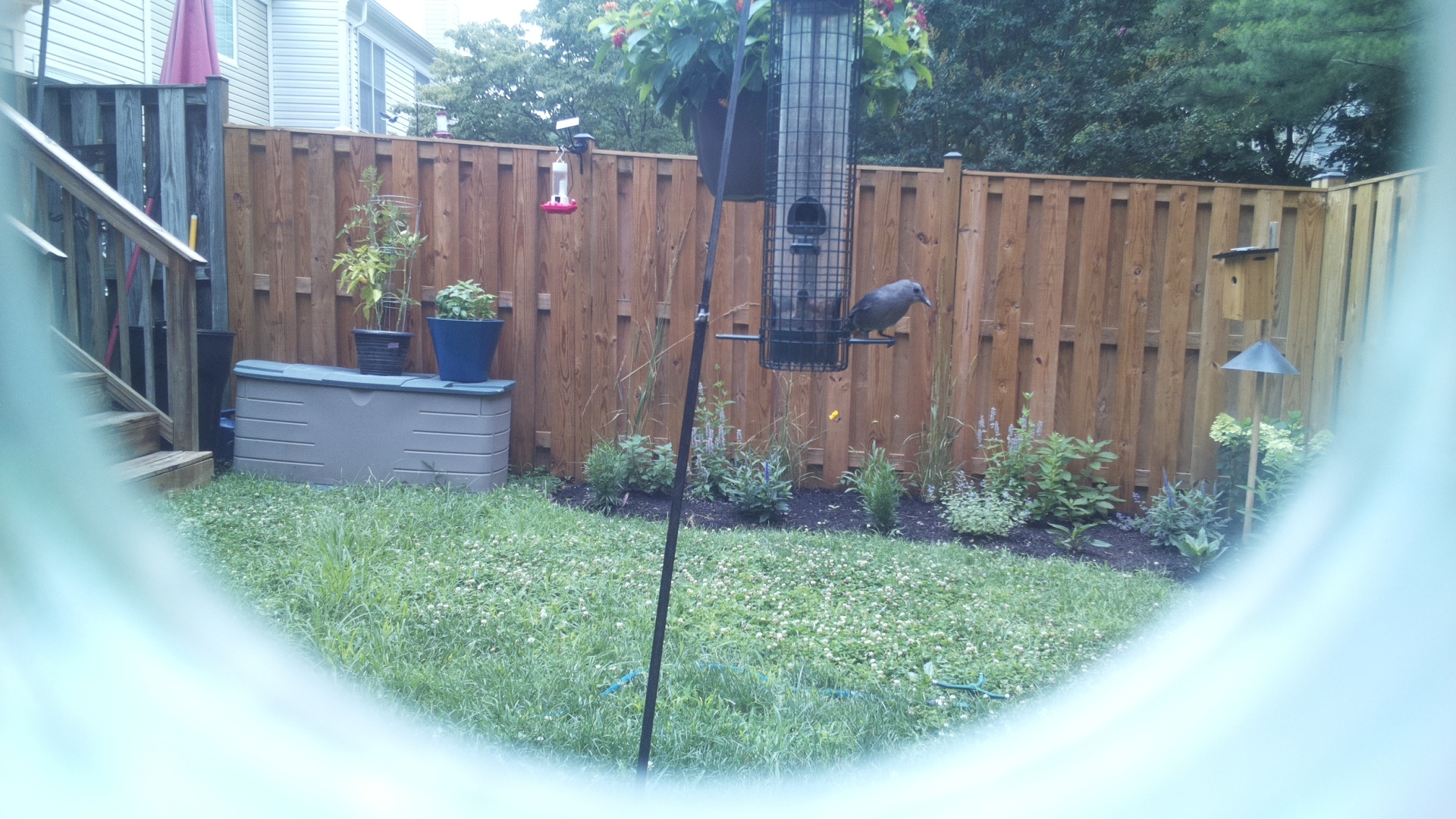 Likely Blackbird/Grackle