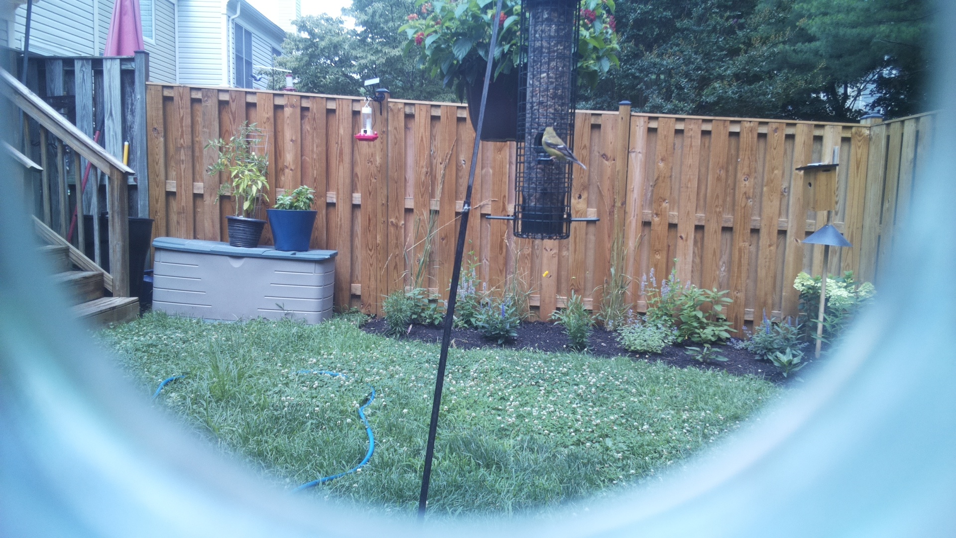 American Goldfinch