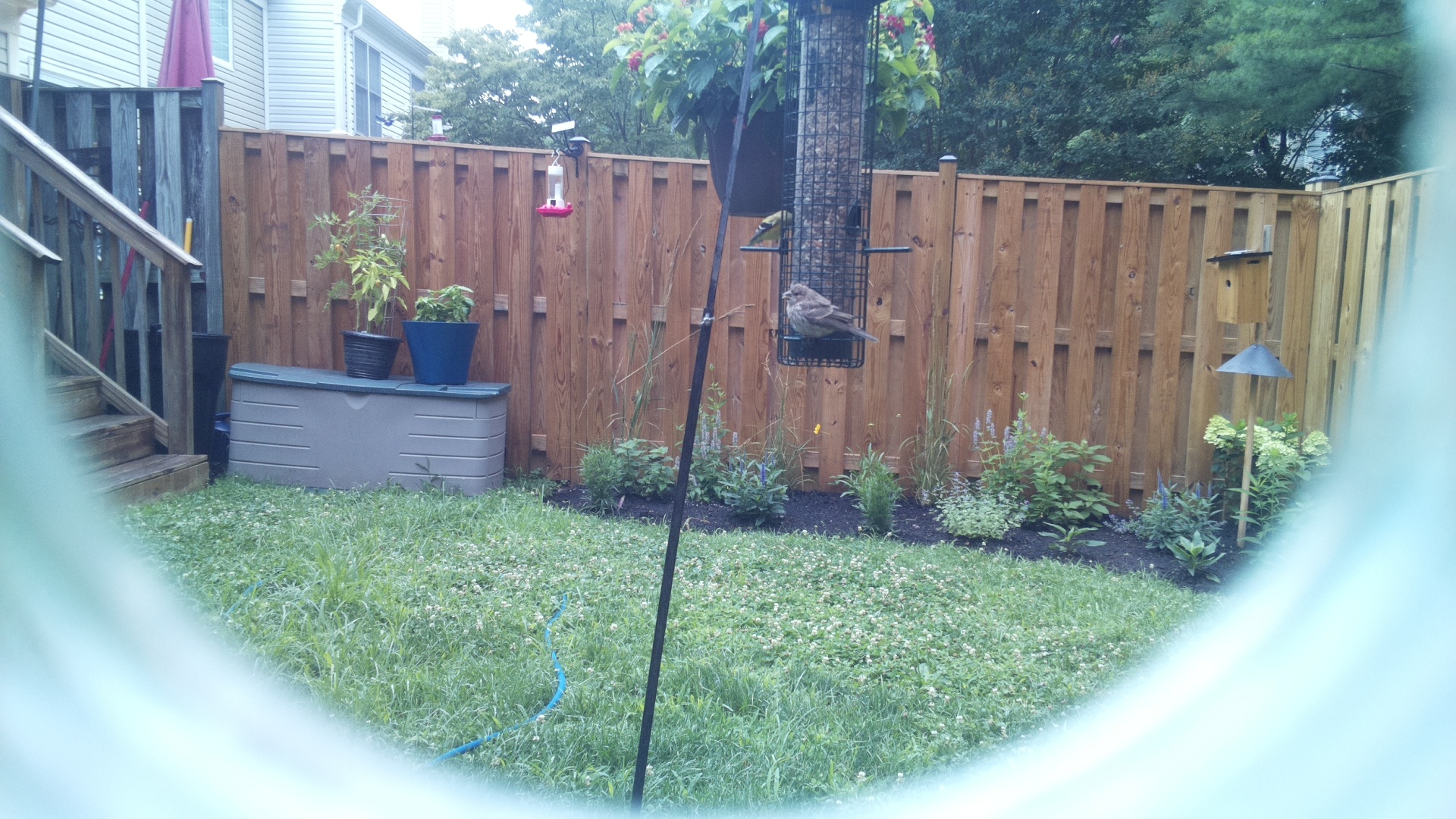 Likely Sparrow