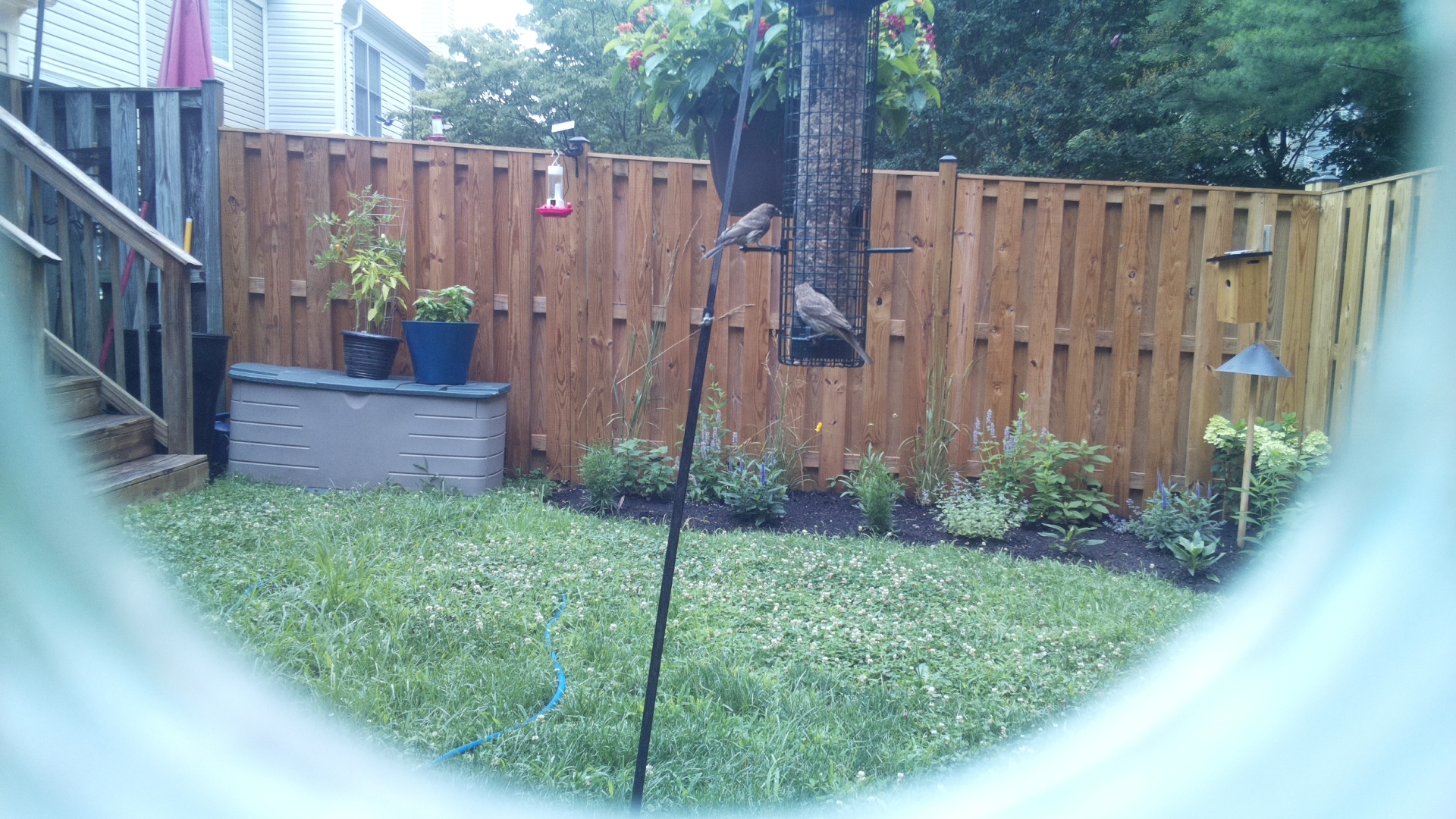 Unknown Bird