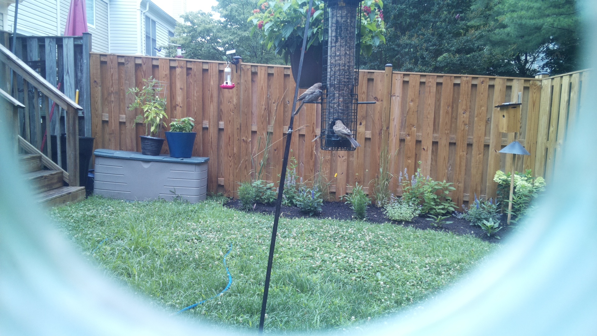 Likely Finch