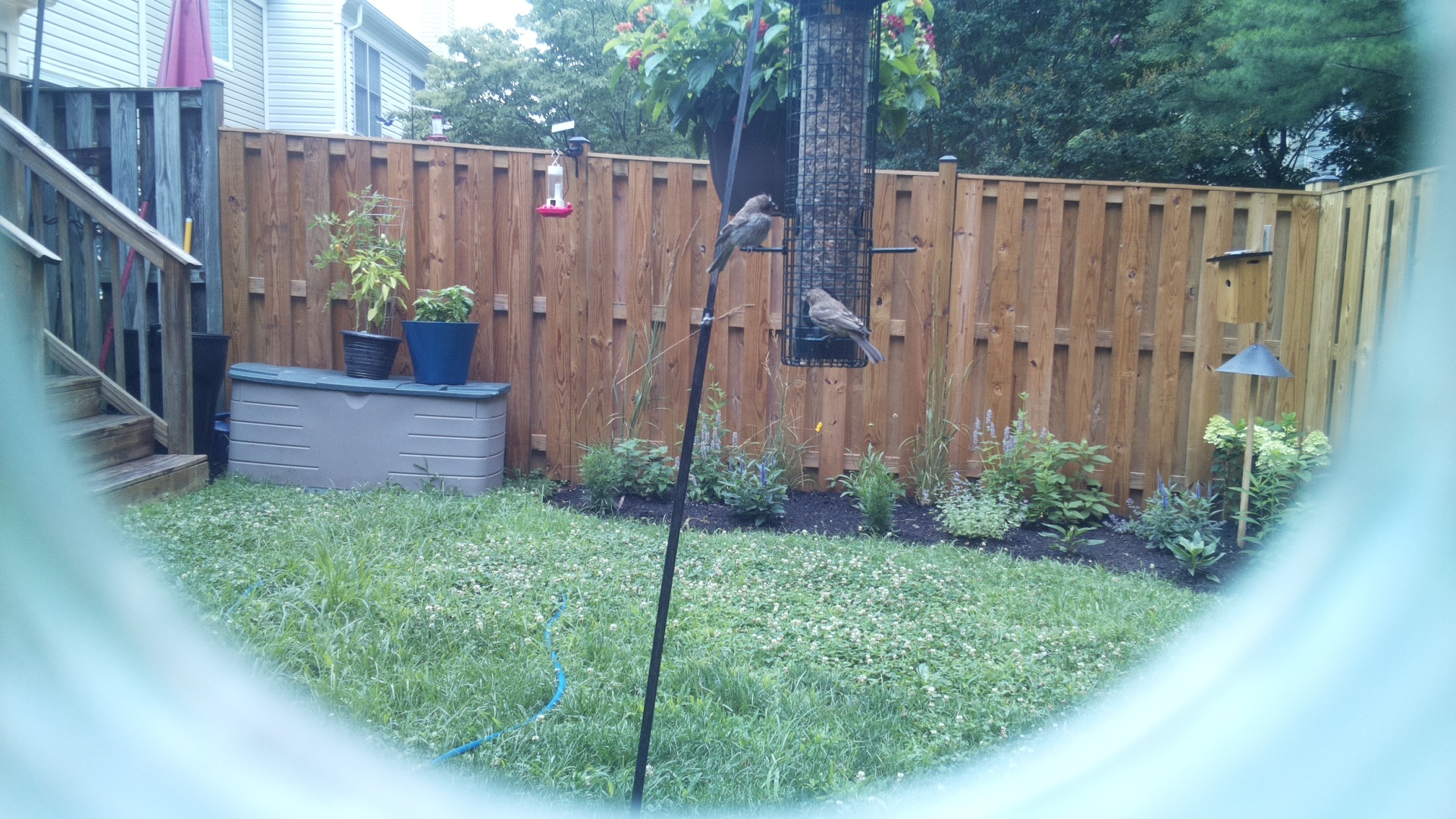 Likely Finch