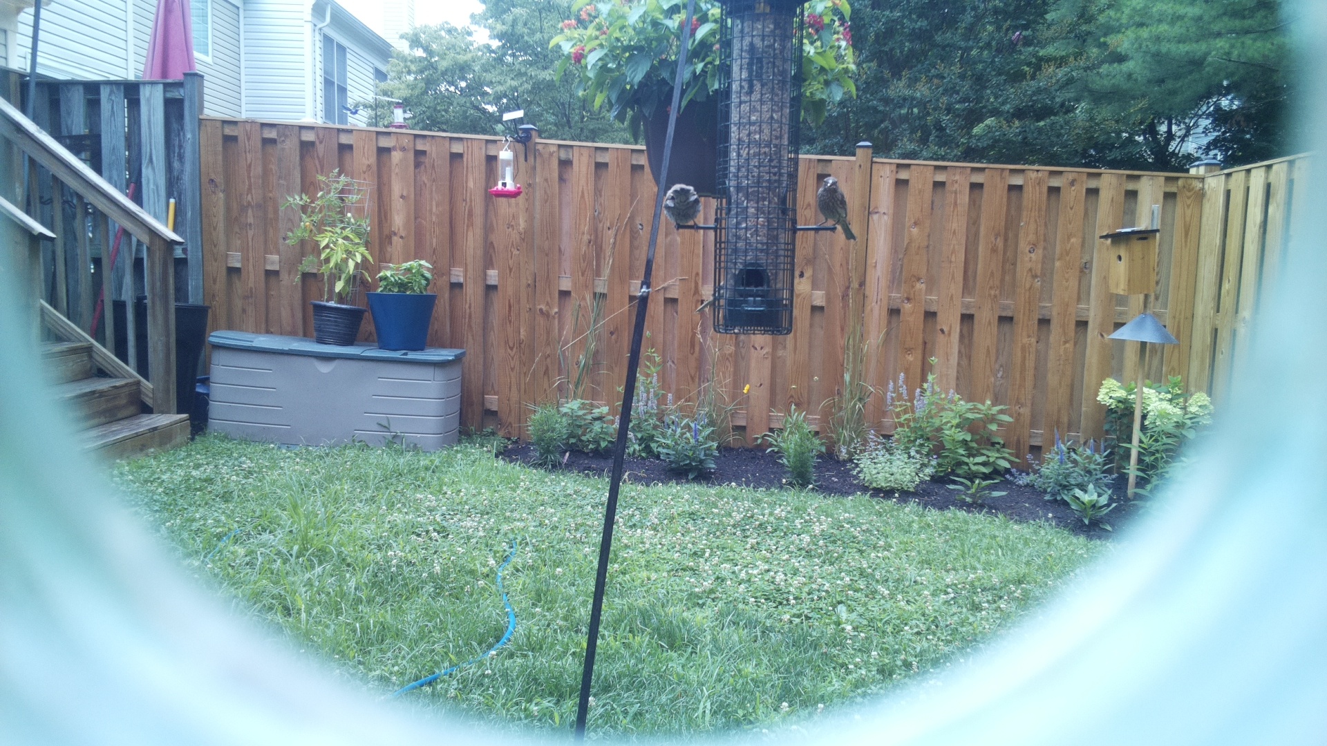 Likely Sparrow