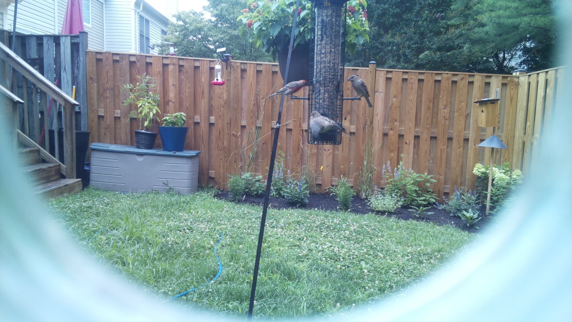 Purple Finch