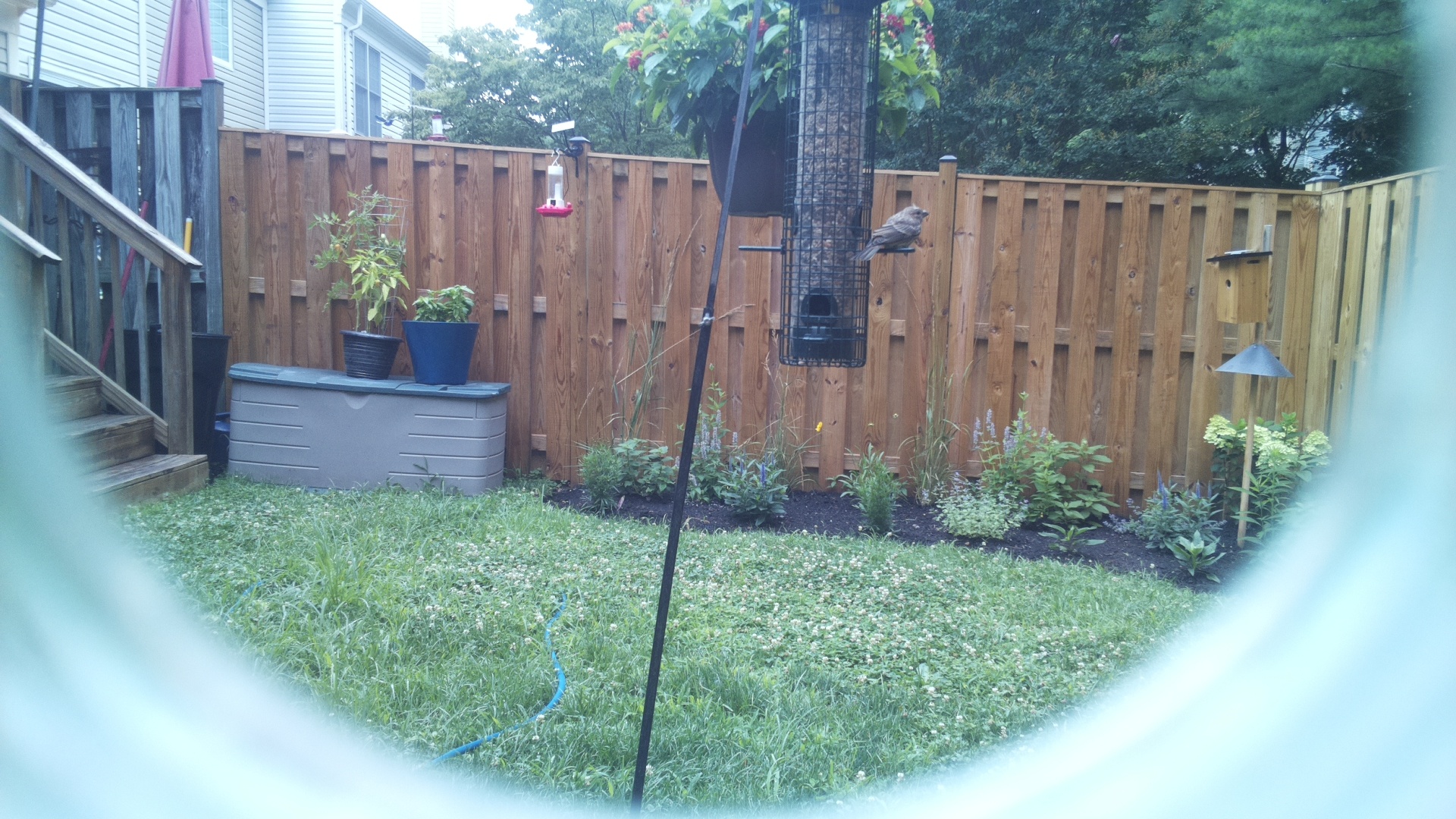 Unknown Bird