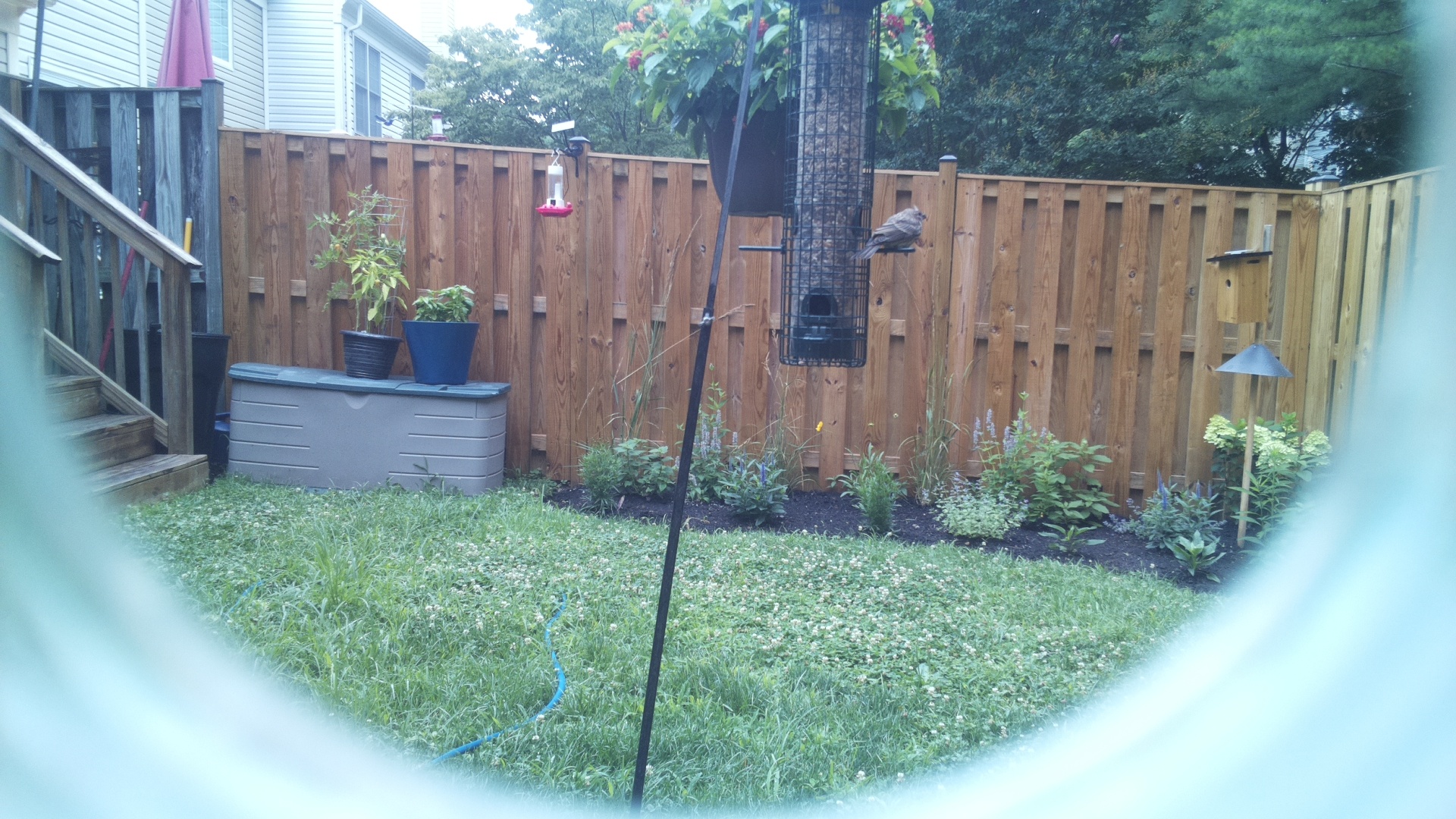 Likely Chickadee/Titmouse