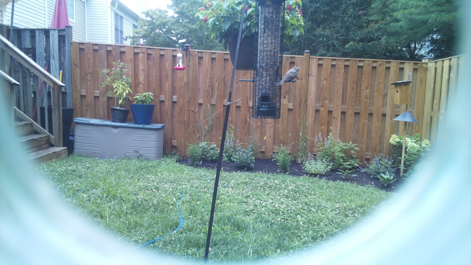 Likely Chickadee/Titmouse