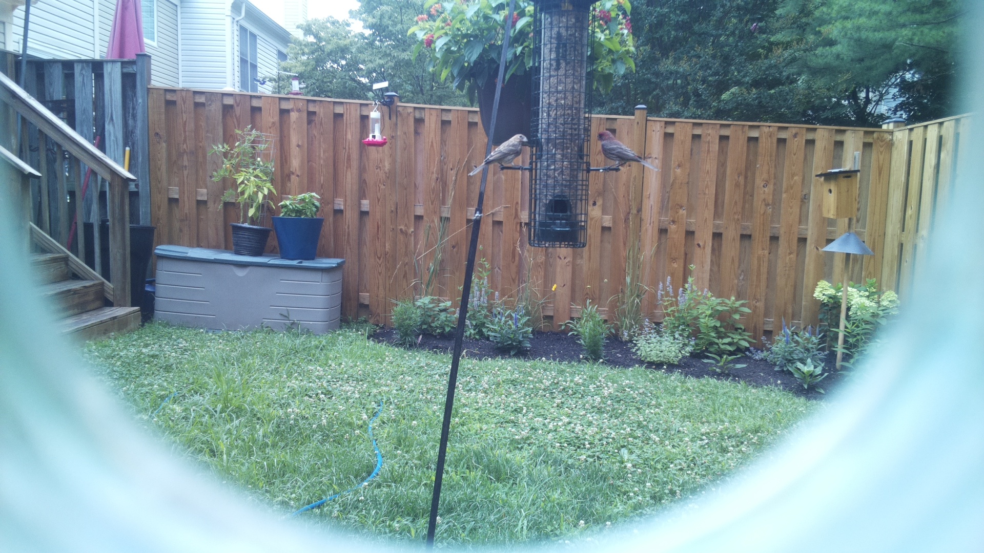 Purple Finch