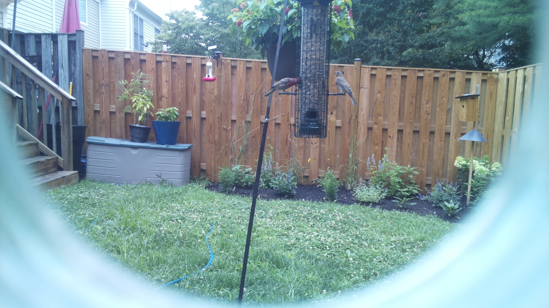 Purple Finch