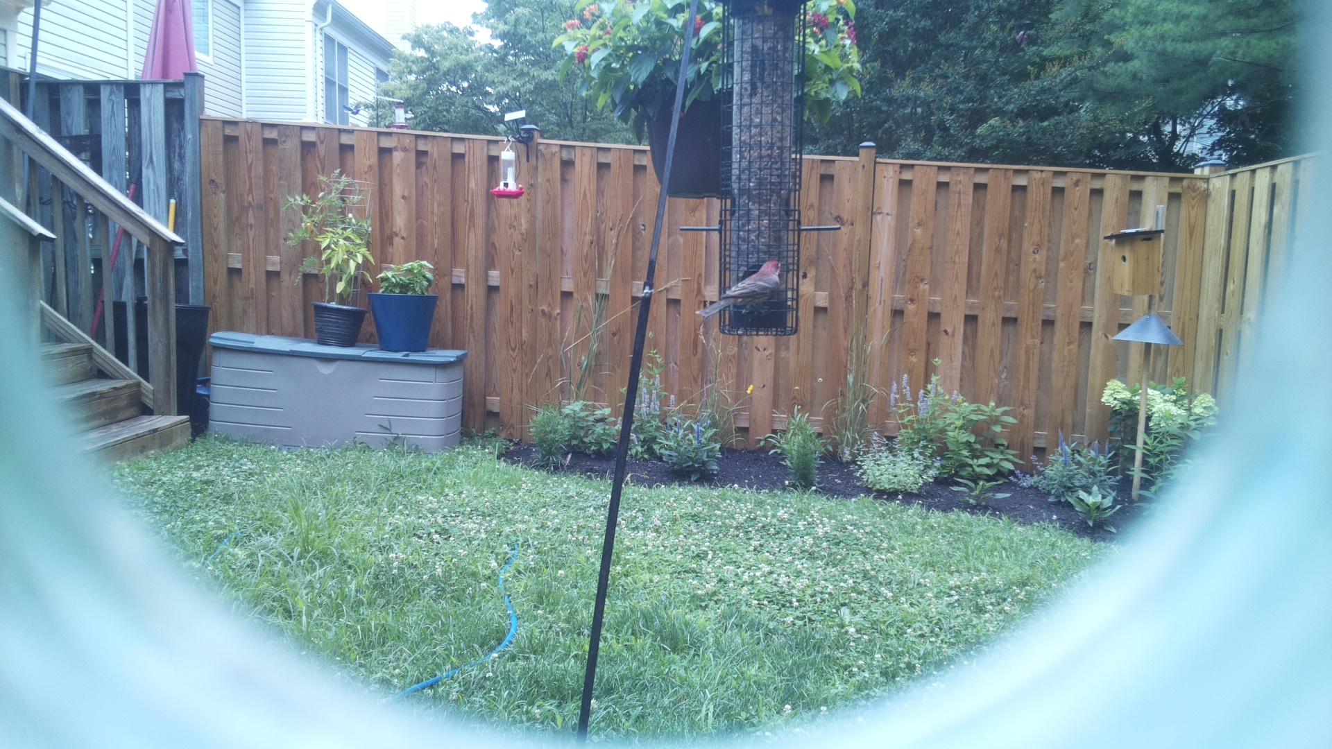 Purple Finch