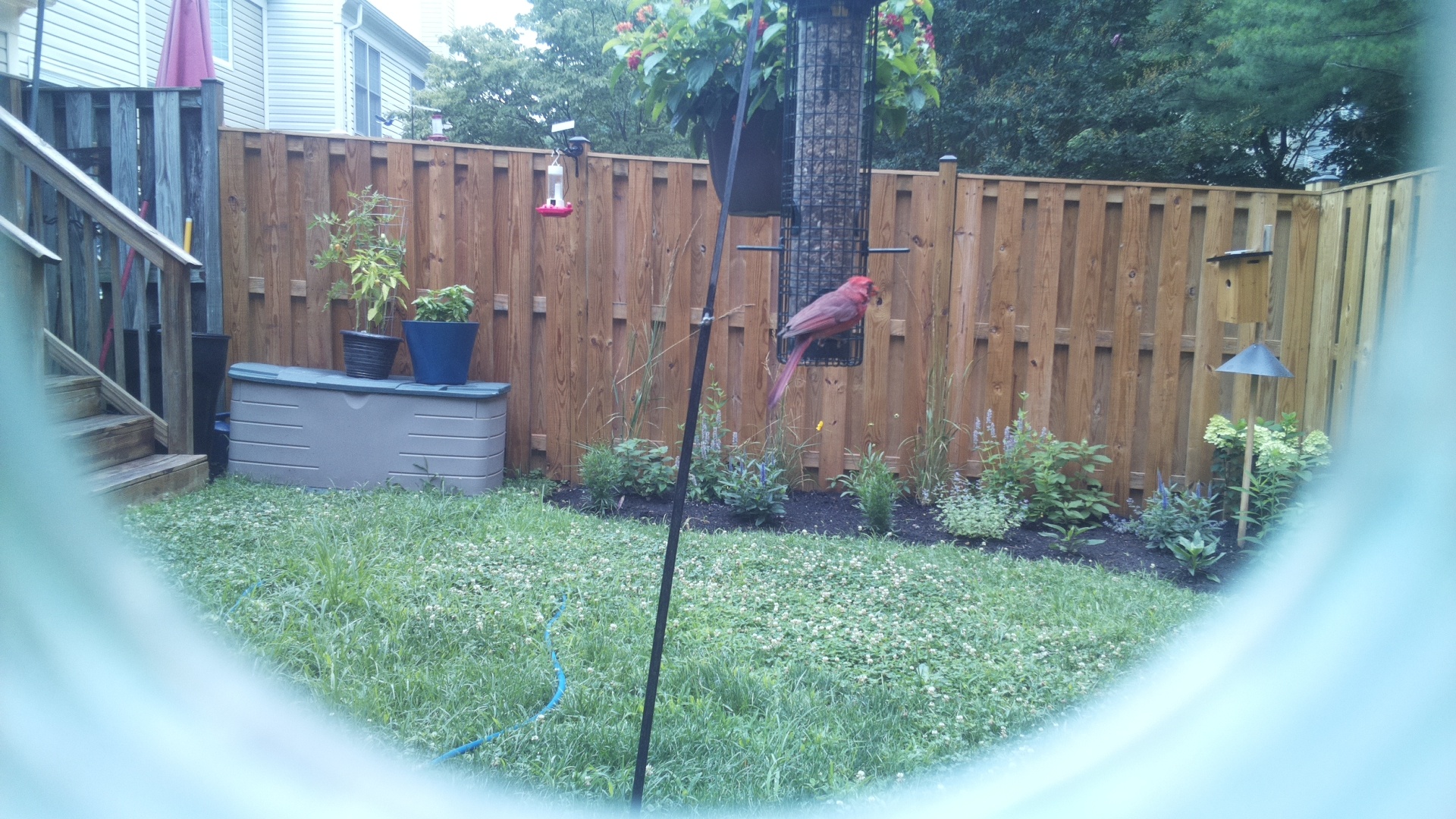 Purple Finch