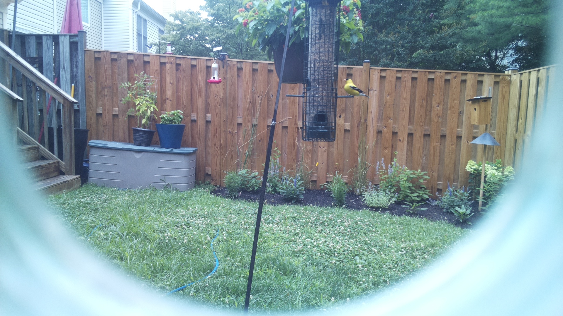 American Goldfinch