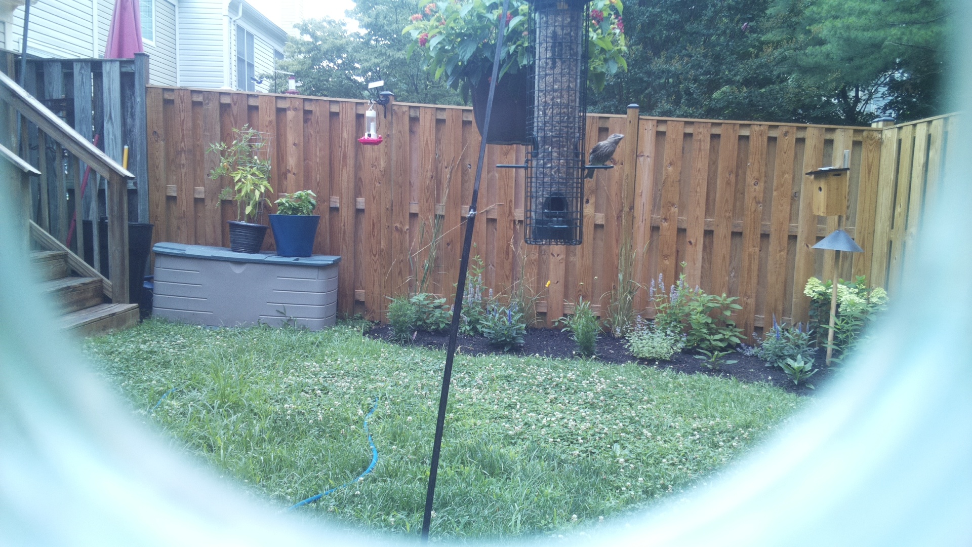 Unknown Bird