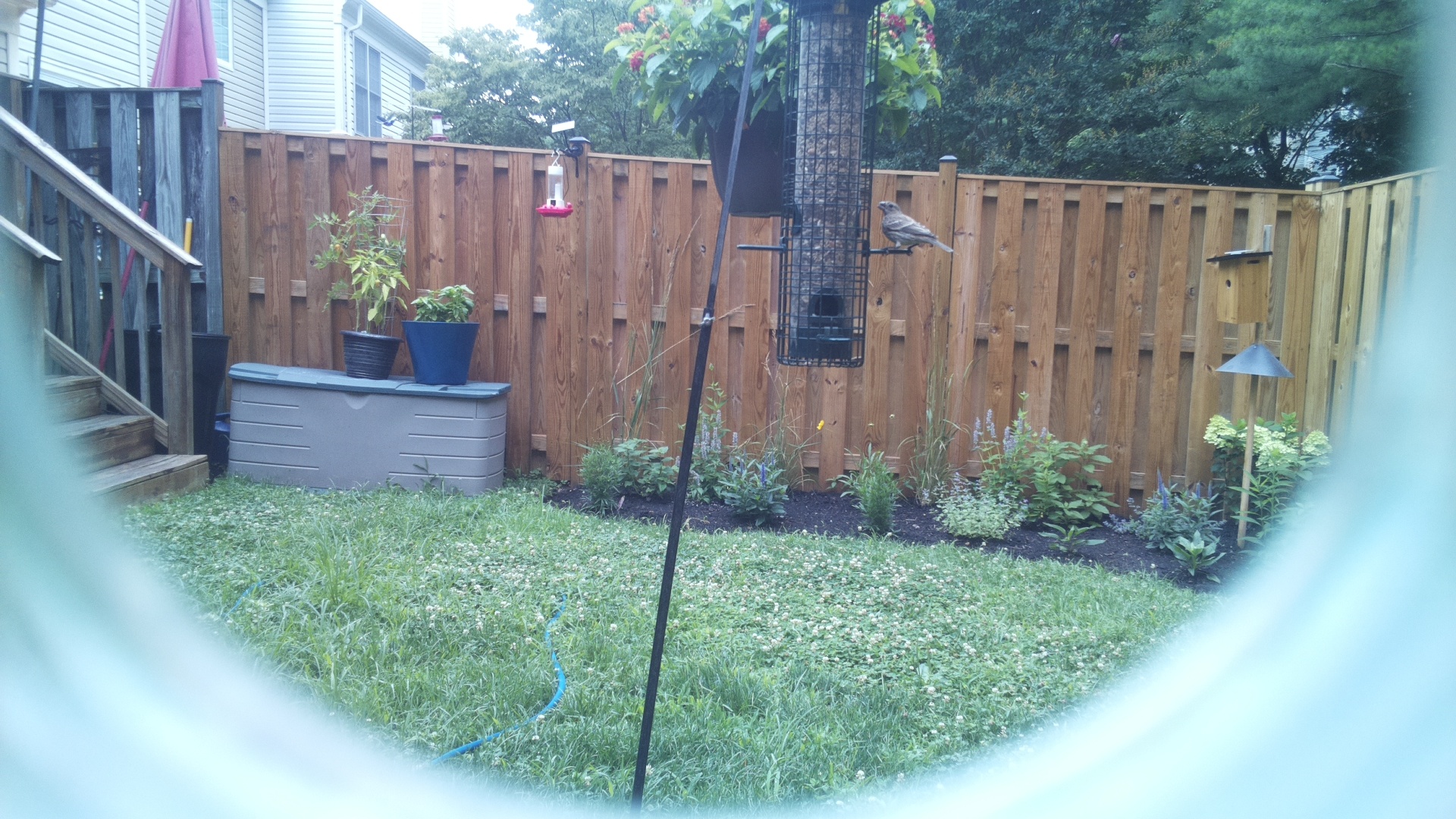 Unknown Bird