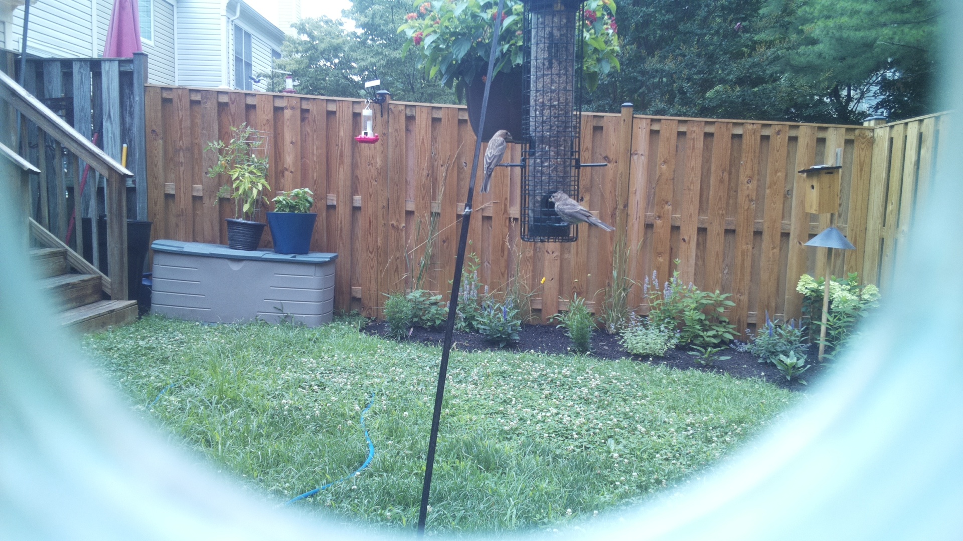 Unknown Bird