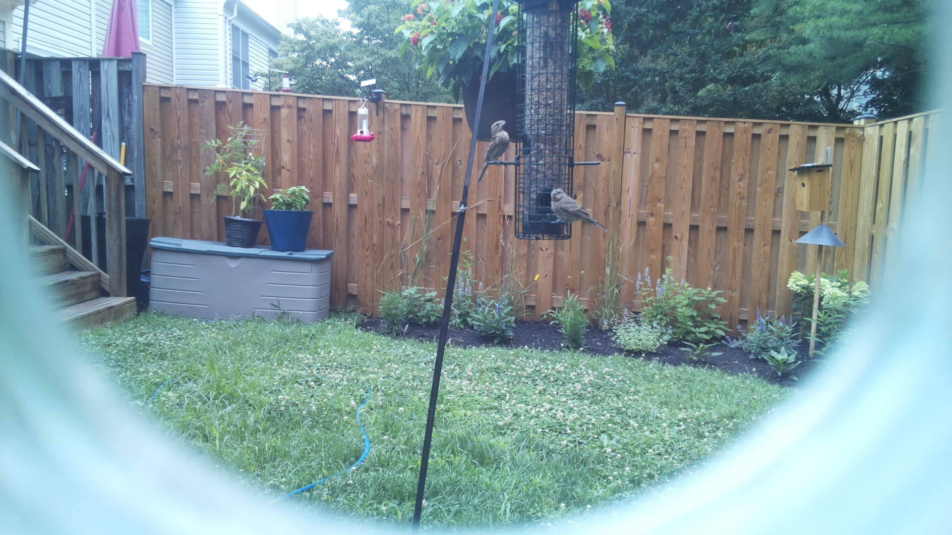 Likely Sparrow