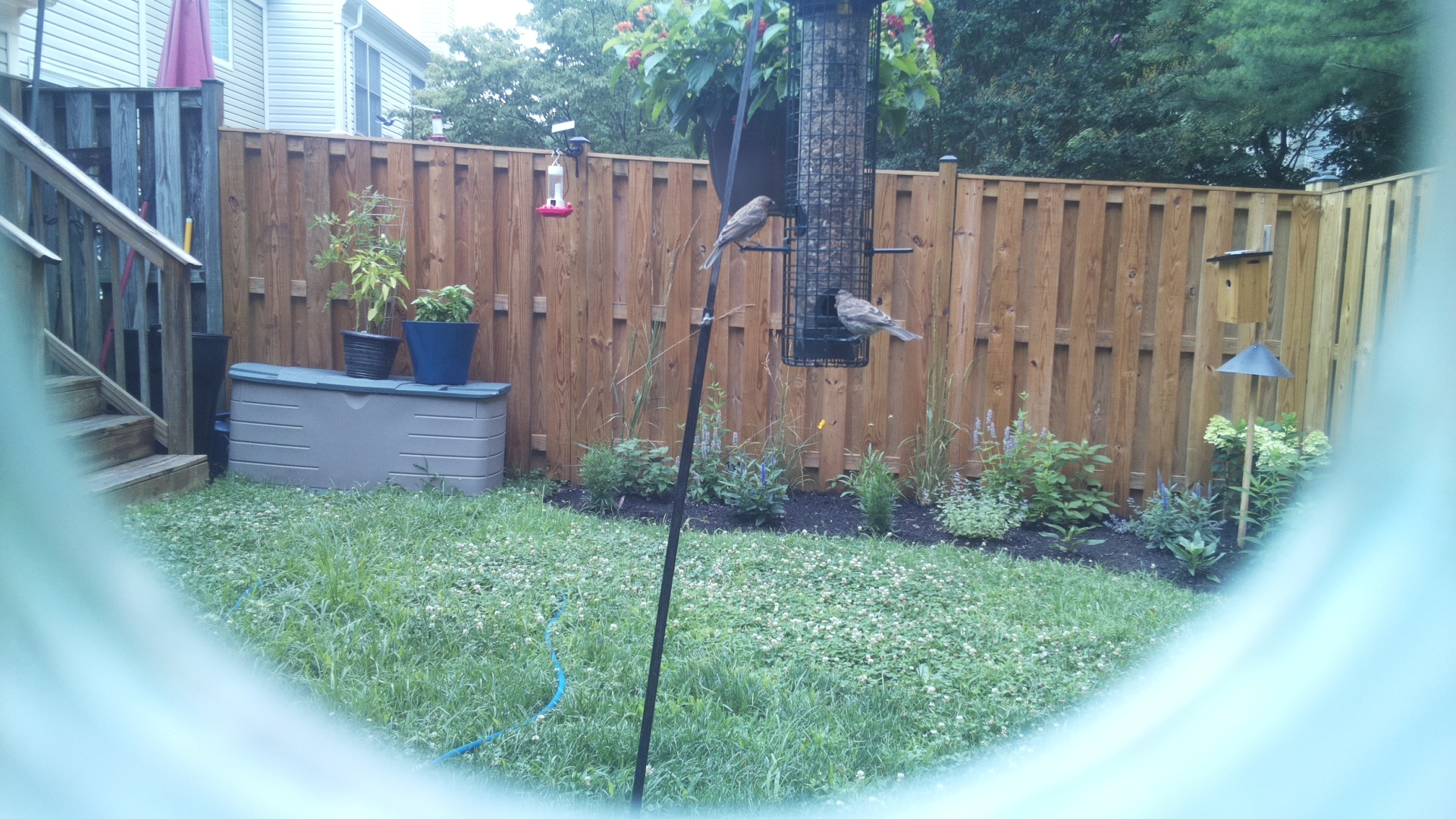 Likely Finch
