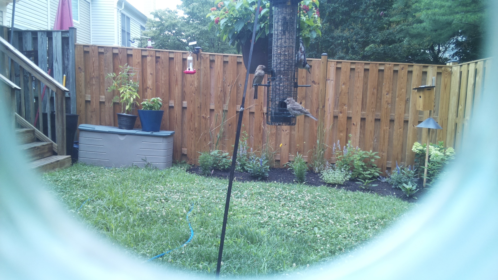 Likely Finch
