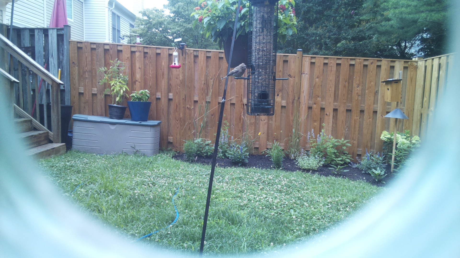 Likely Finch