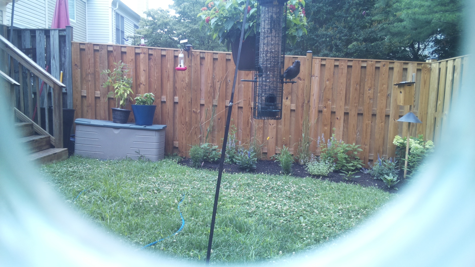 Likely Blackbird/Grackle