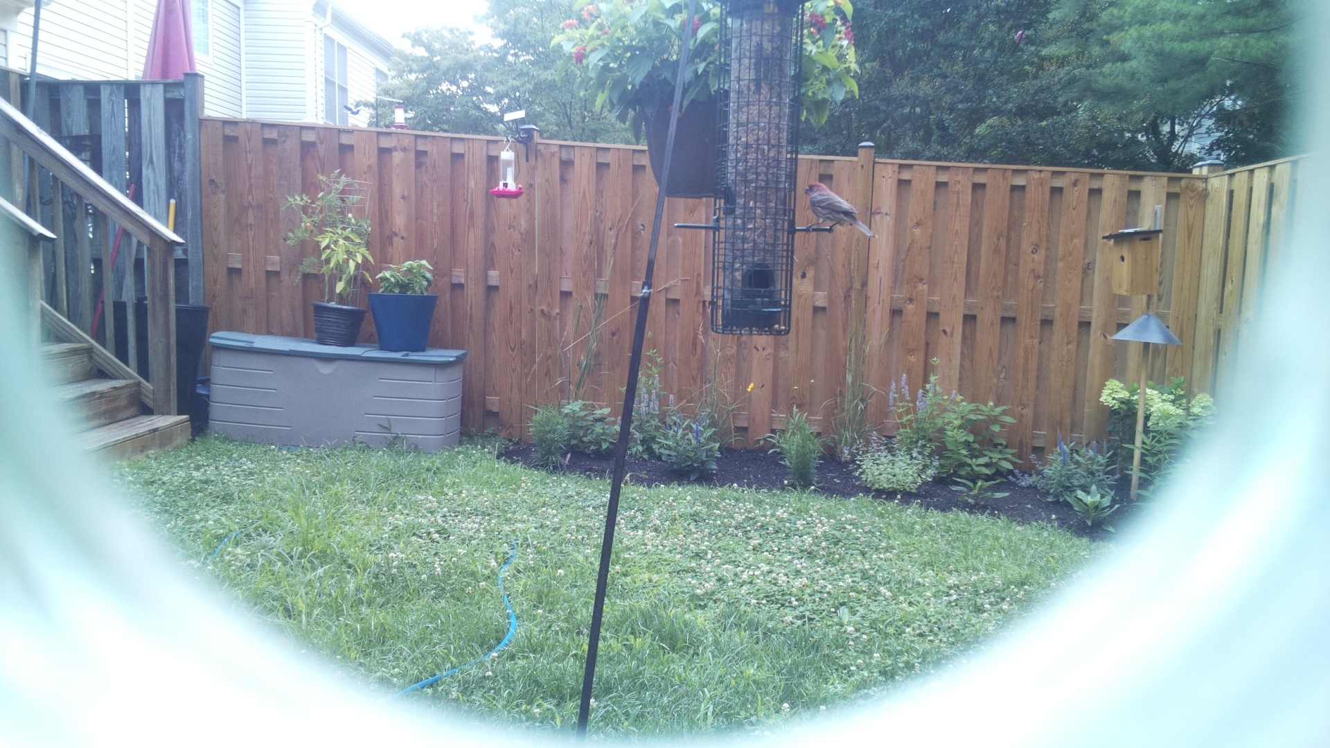 Purple Finch
