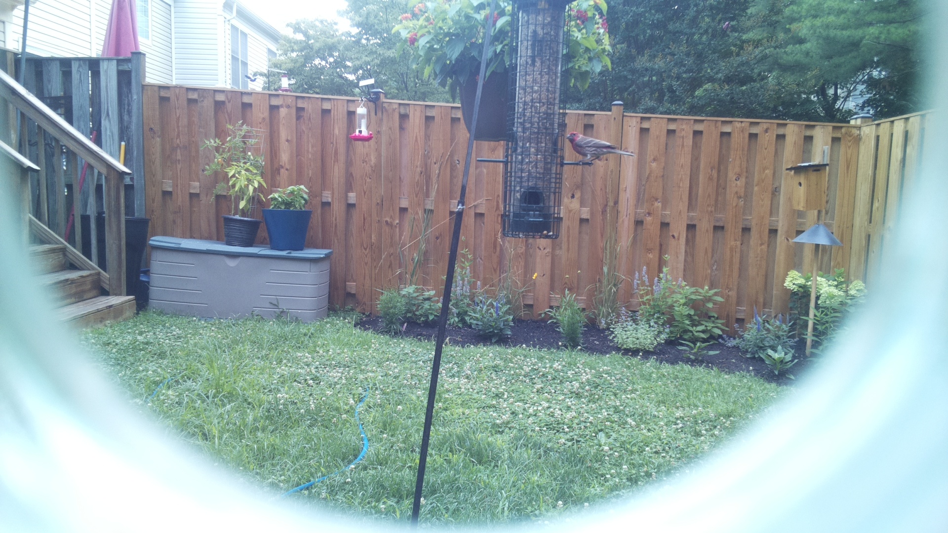 Purple Finch