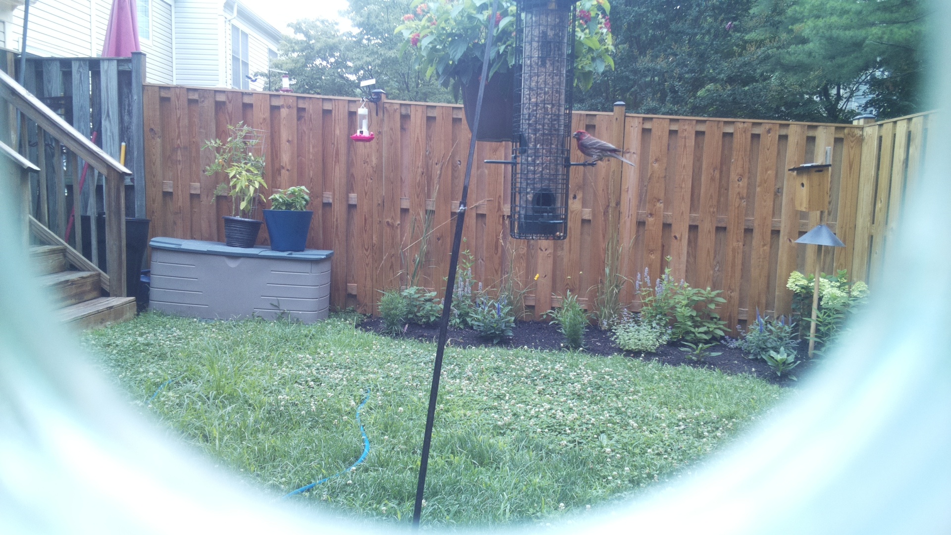 Purple Finch