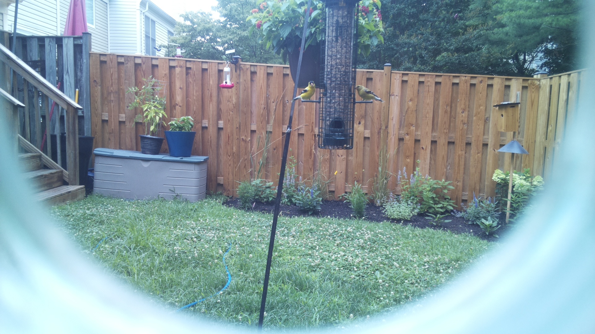 American Goldfinch