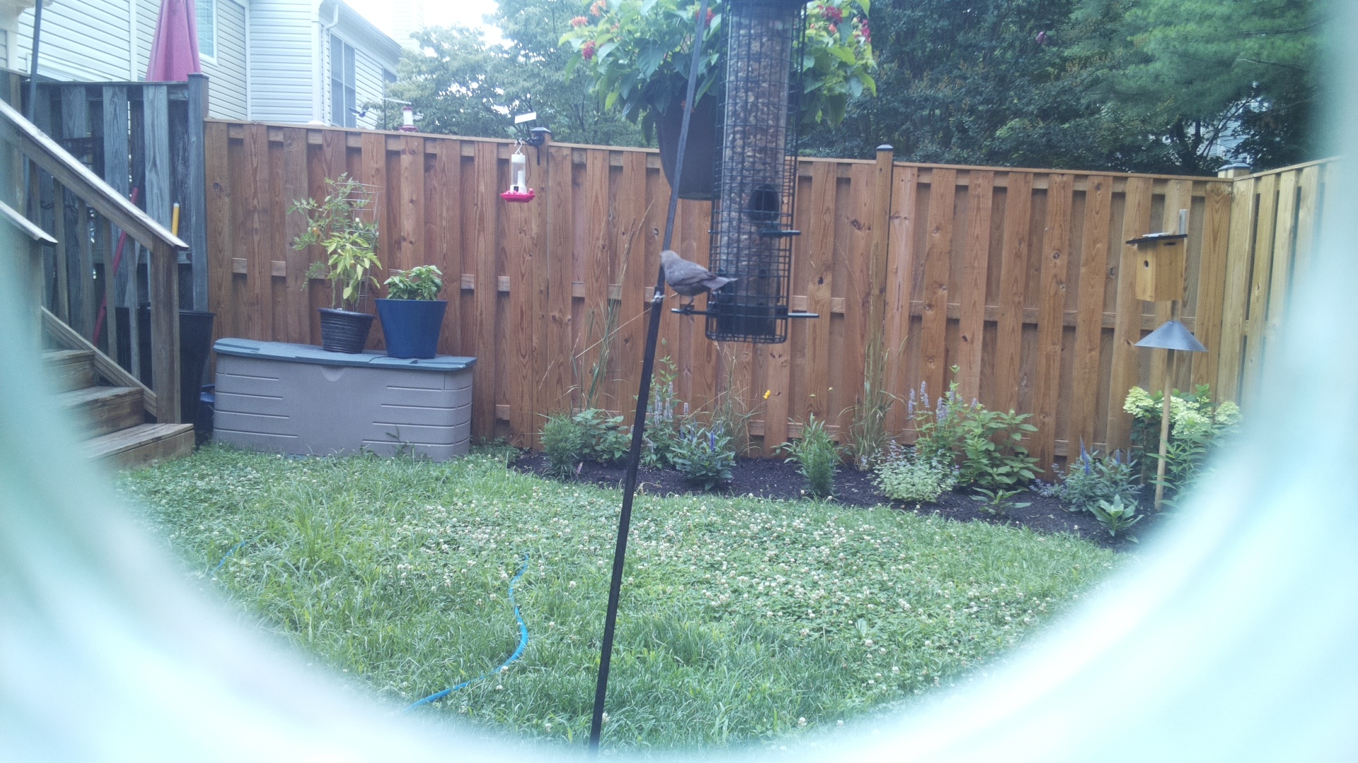Unknown Bird