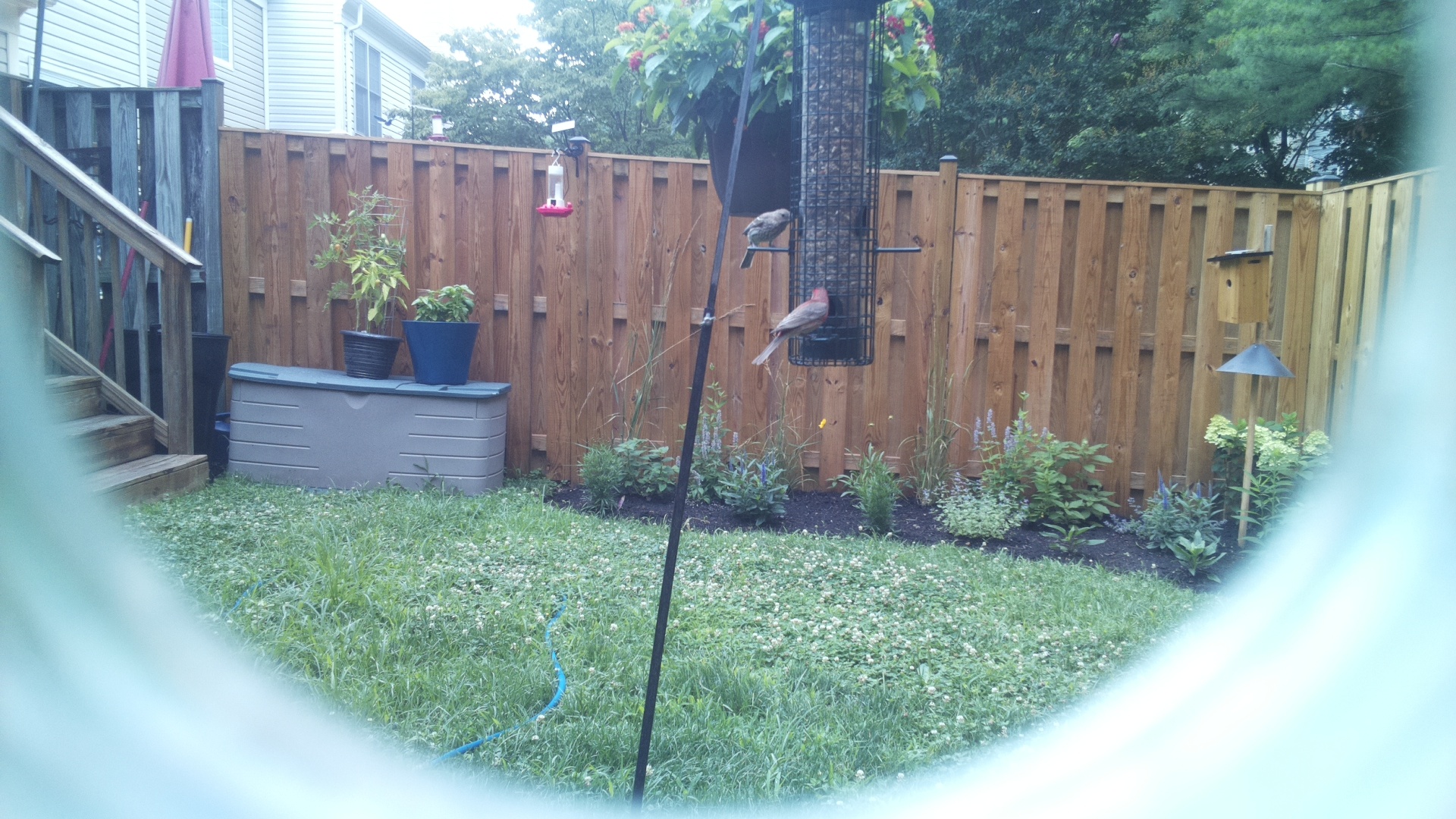 Purple Finch
