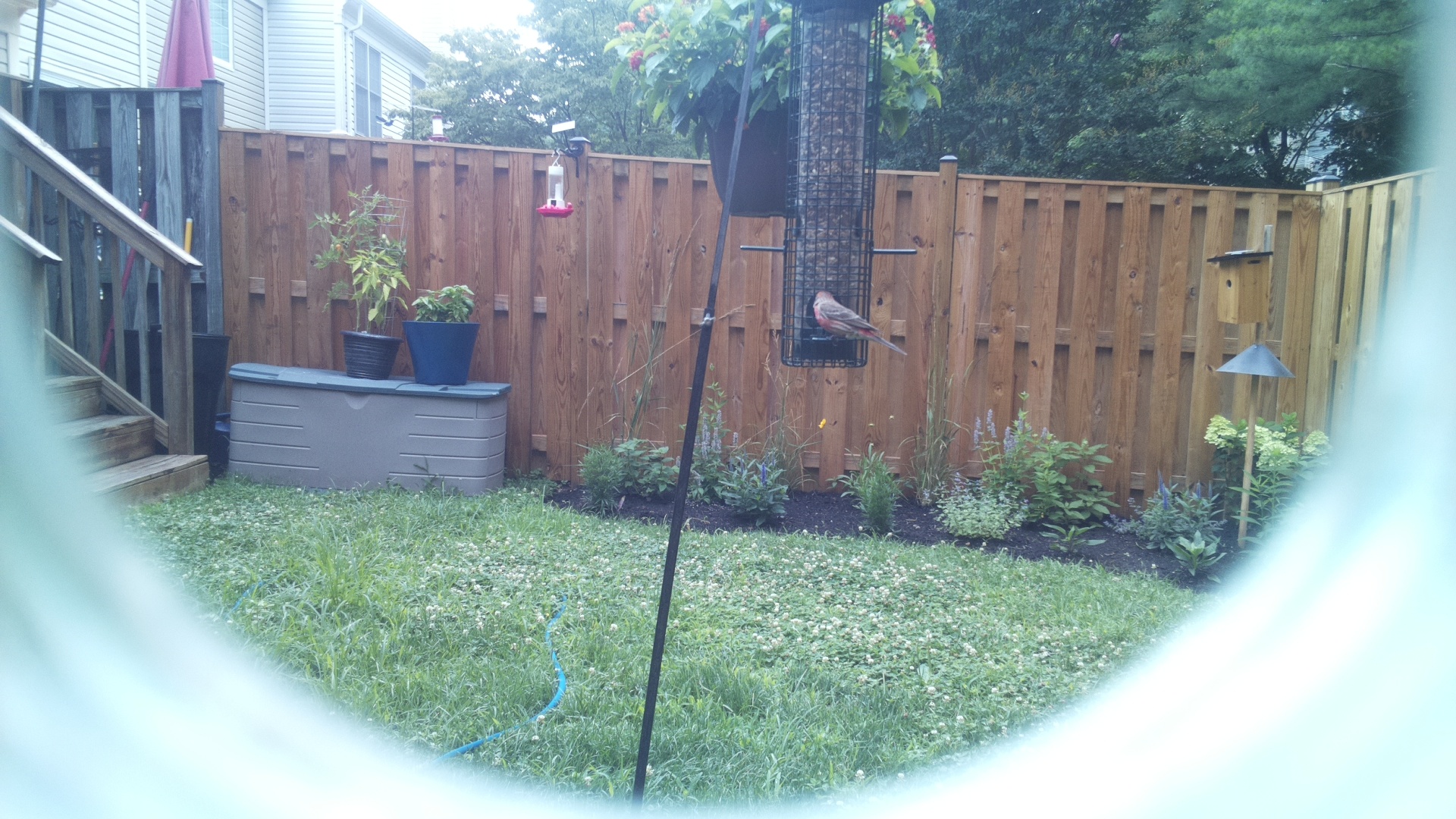 Purple Finch
