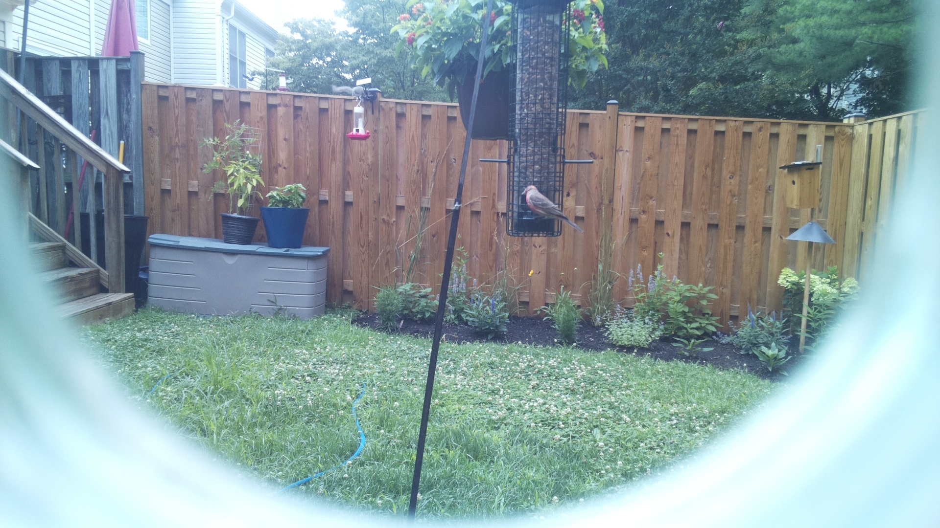Purple Finch