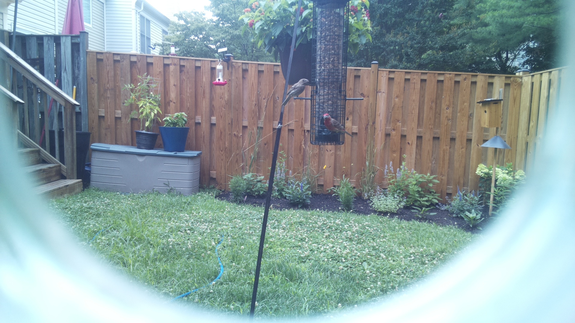 Purple Finch
