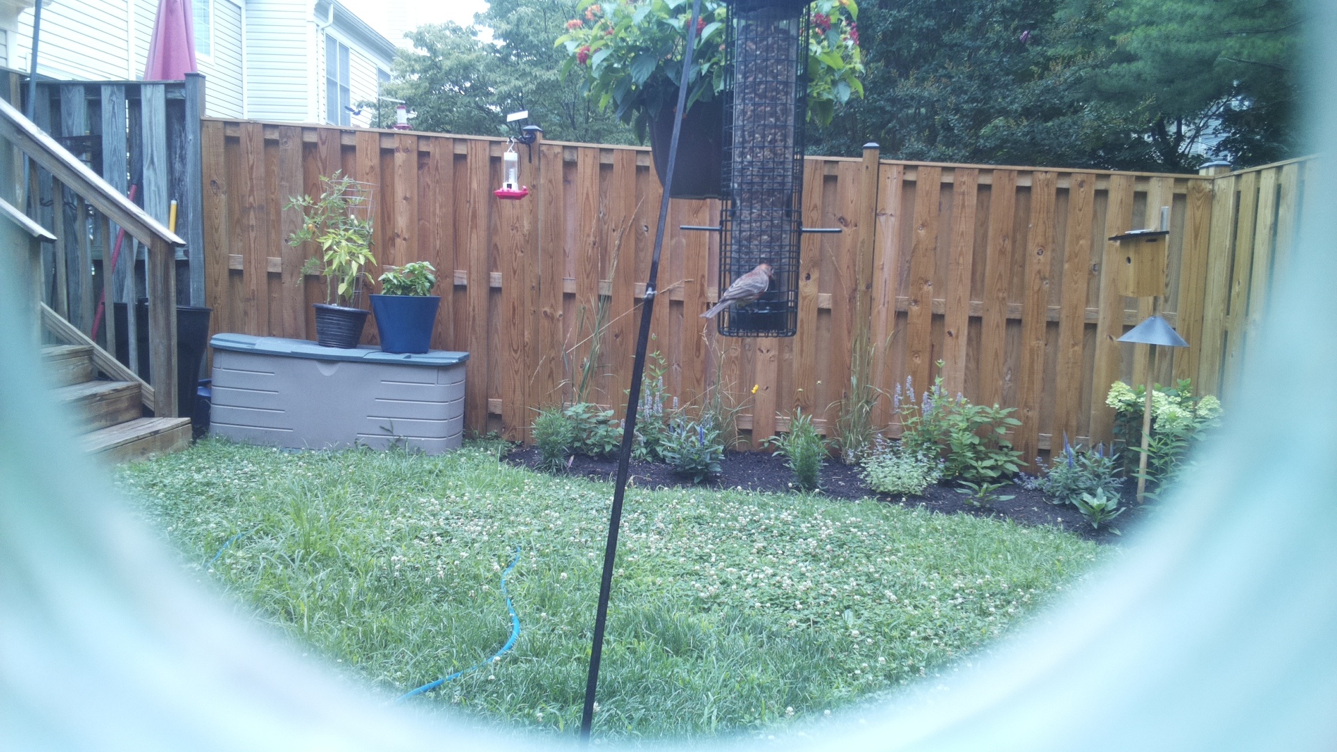 Purple Finch