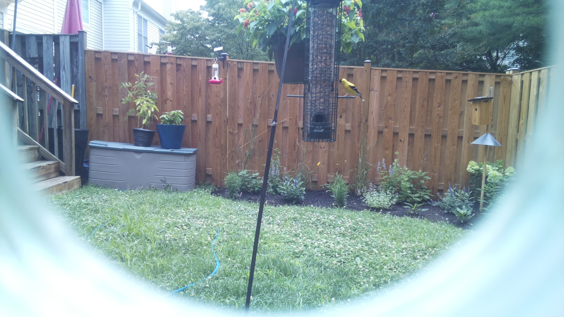 American Goldfinch