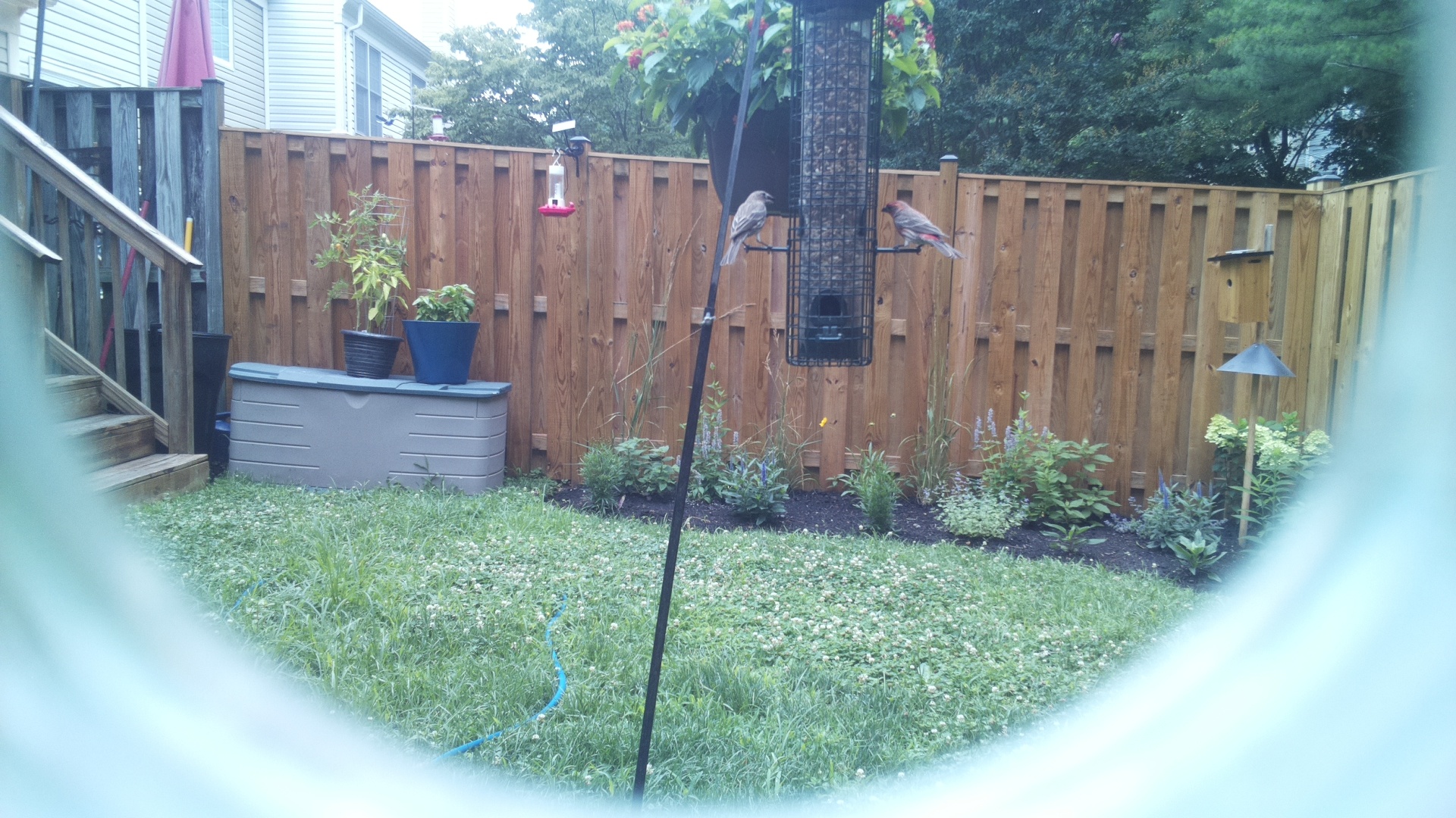 Likely Finch