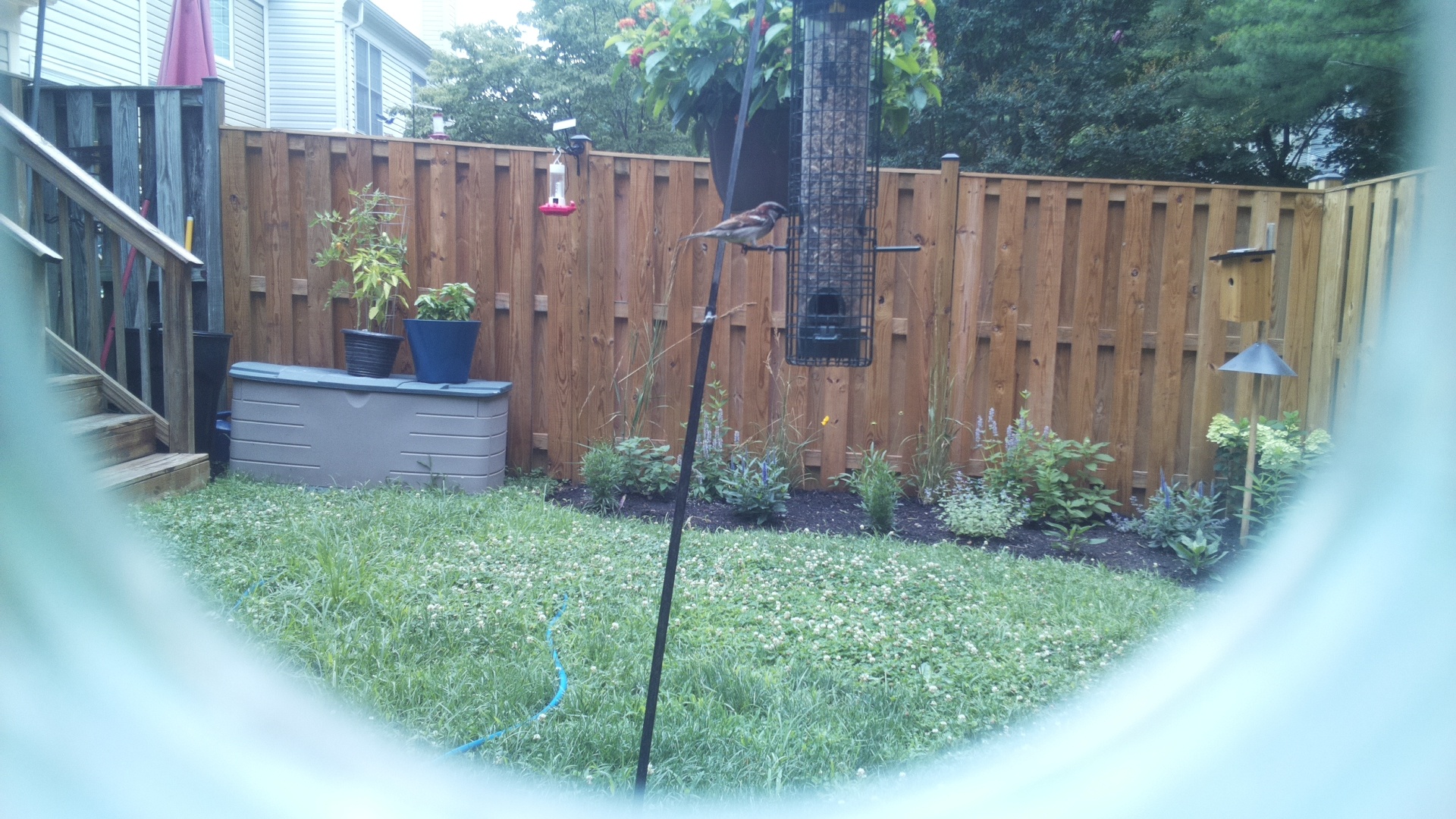 Likely Sparrow