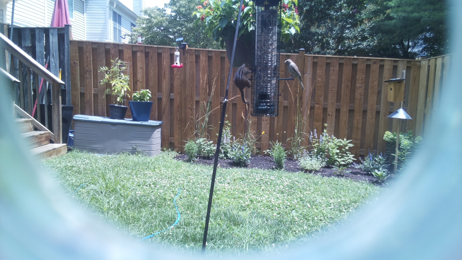 Likely Finch