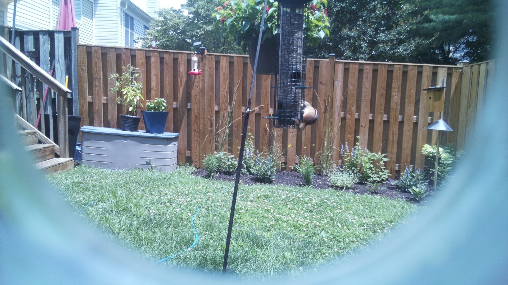 Unknown Bird