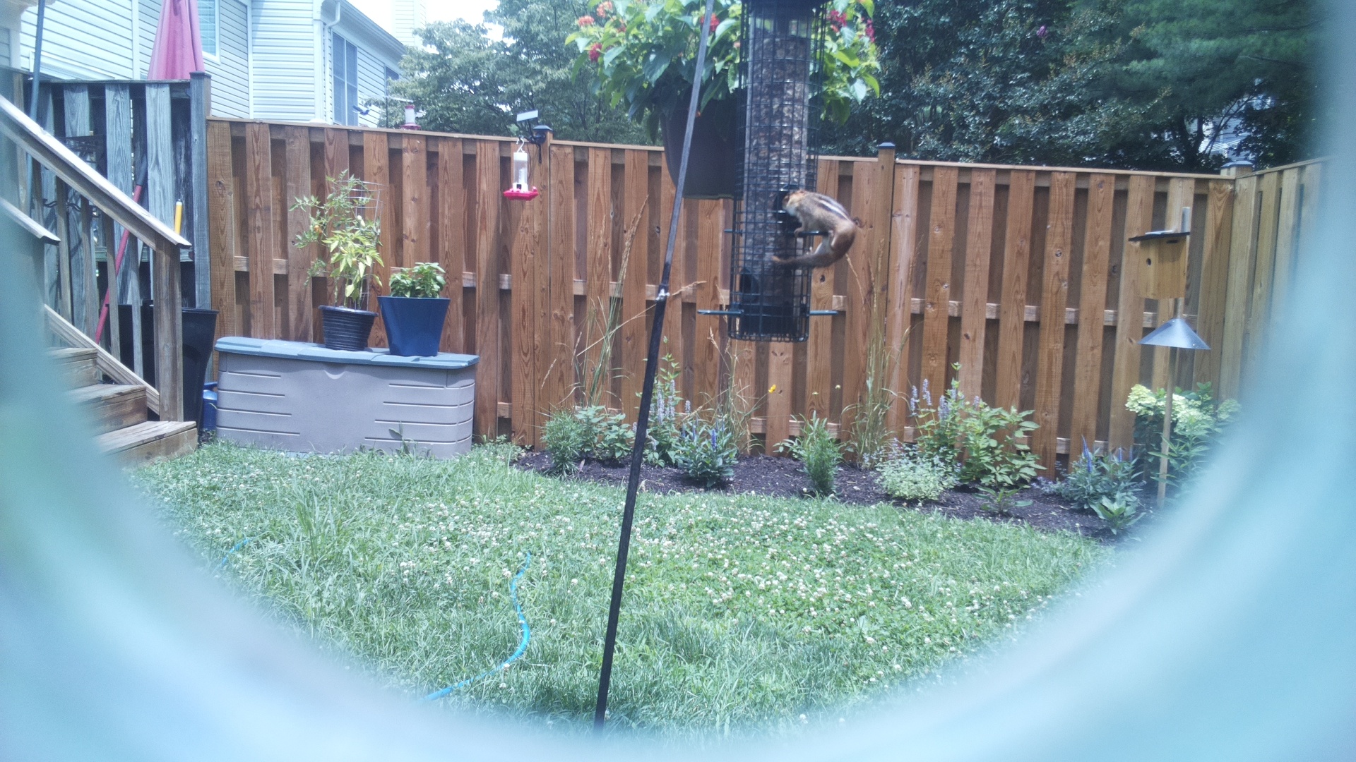 Unknown Bird